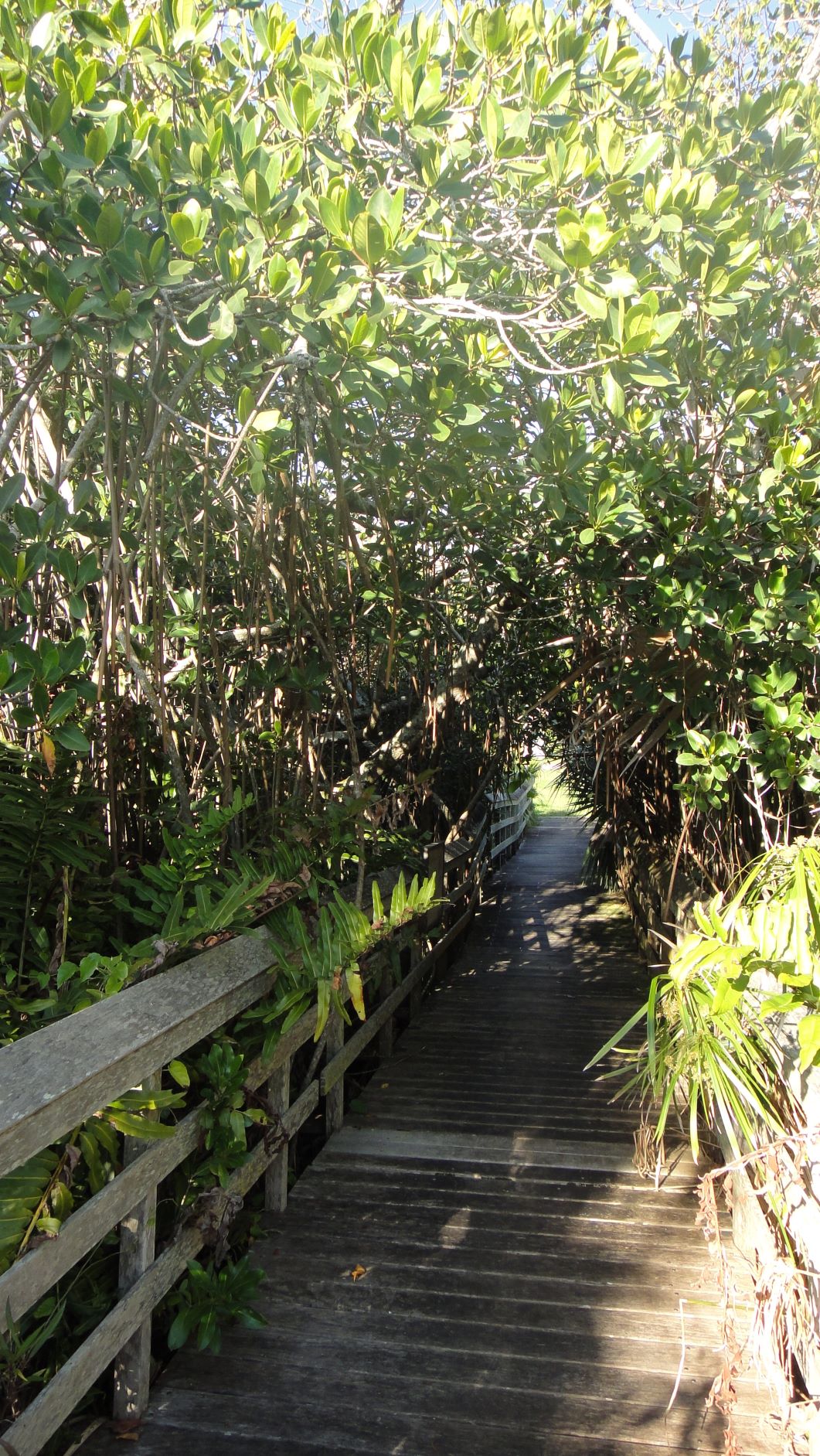 The Paget Marsh boardwalk entering the mangroves